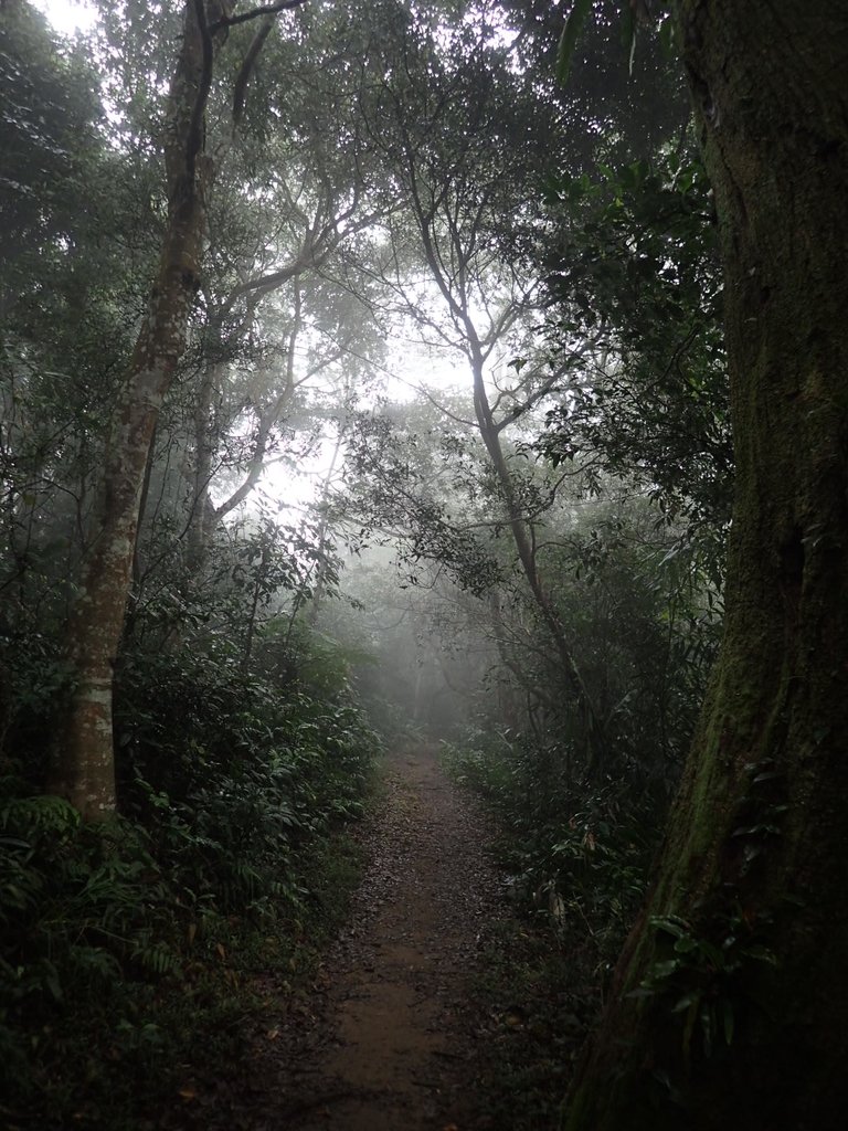 P2107534.JPG - 大溪  溪洲山登山步道