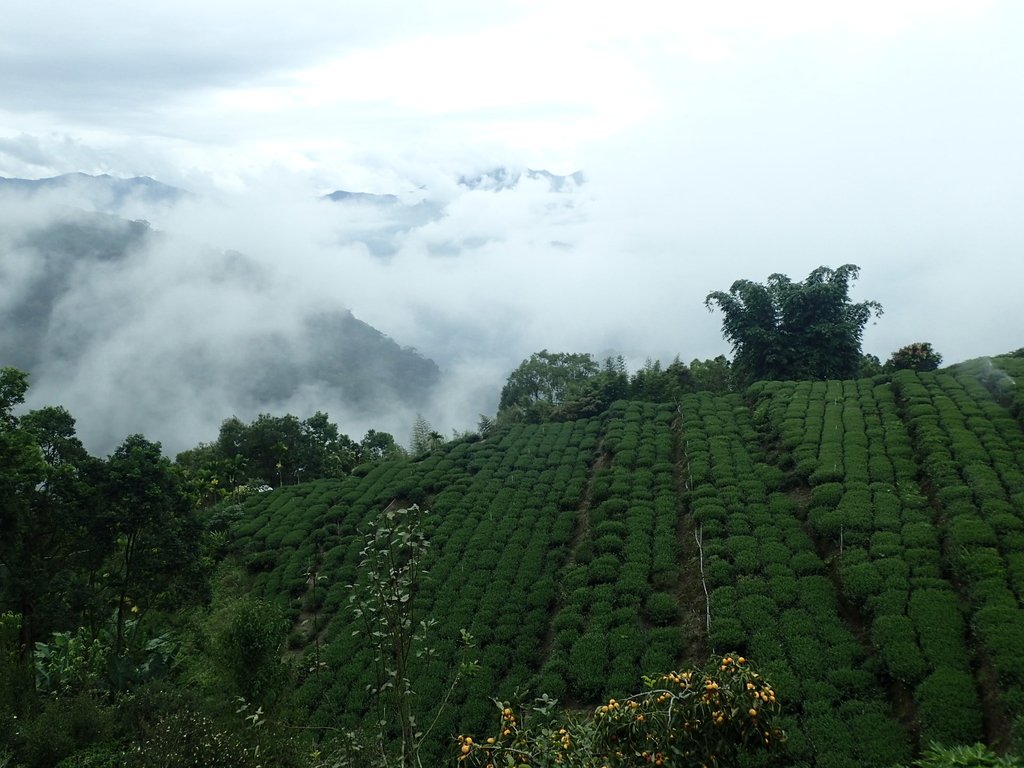 PA231660.JPG - 古坑  草嶺  雲山繚繞