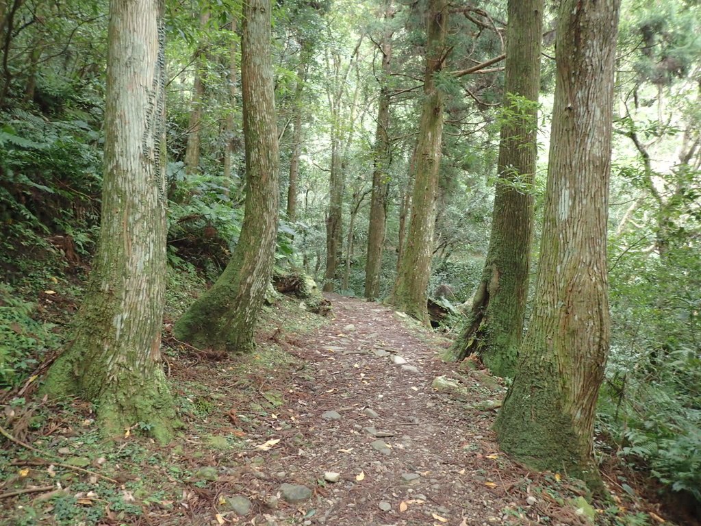 PC156038.JPG - 東眼山  東滿步道