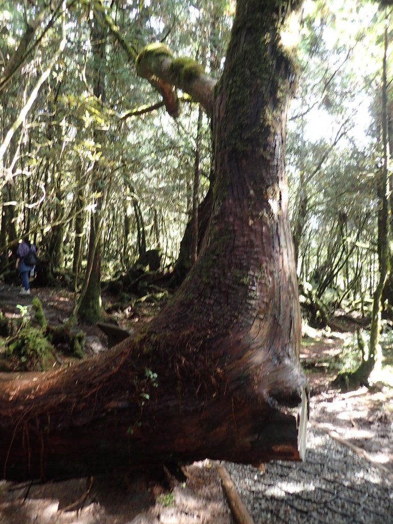 PB265446.JPG - 太平山  翠峰湖環山步道  02