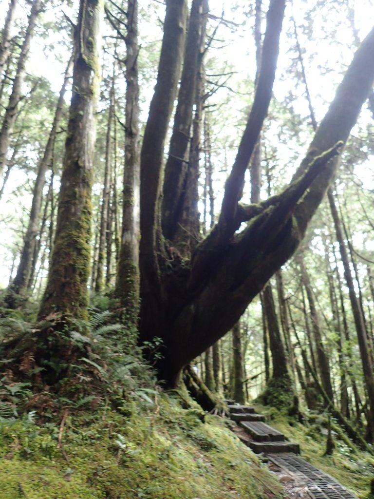 PB265420.JPG - 太平山  翠峰湖環山步道  02