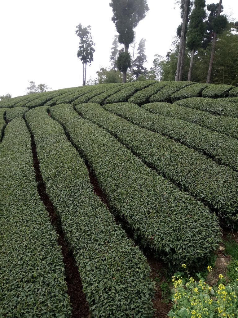 DSC_1513.JPG - 阿里山  頂石卓茶園之美