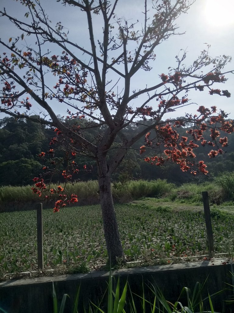 DSC_7865.JPG - 清水  大田產要道路  木棉花