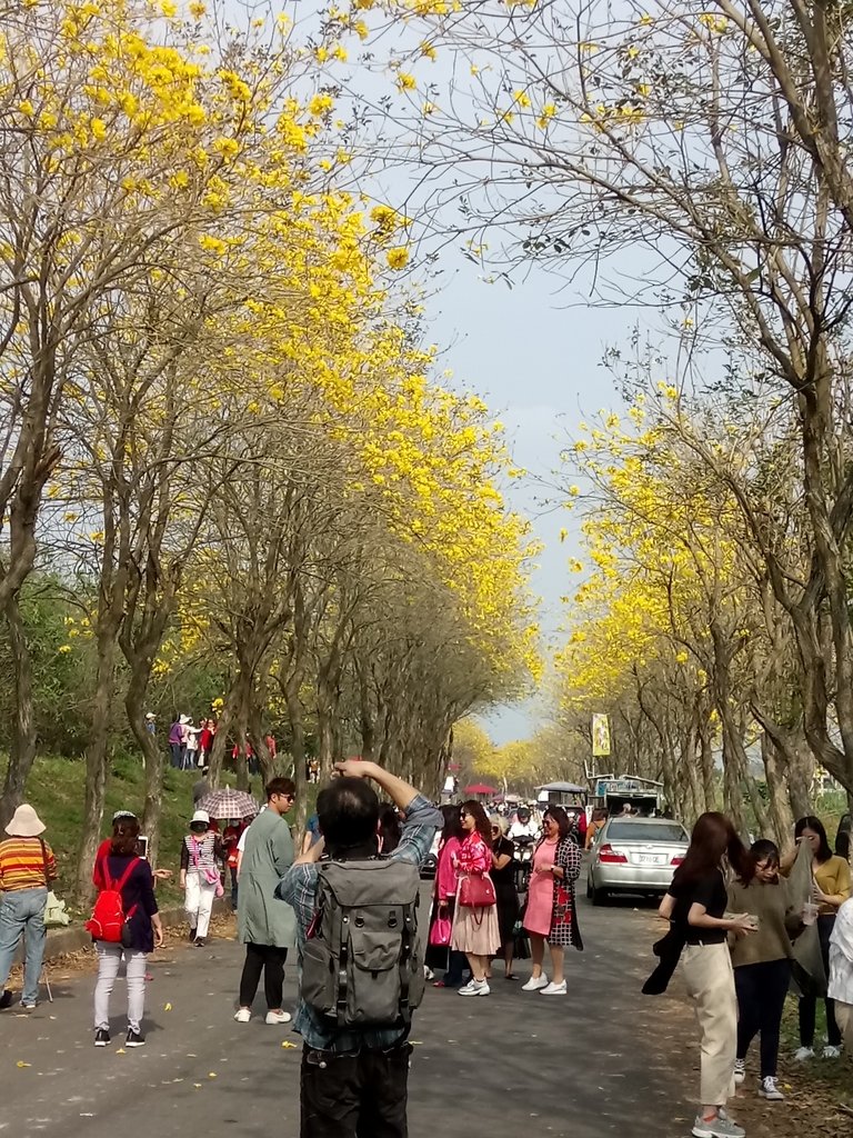 DSC_8513.JPG - 朴子溪畔  黃花風鈴木