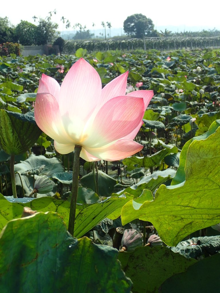 P8045073.JPG - 中埔  義仁村  蓮花池畔