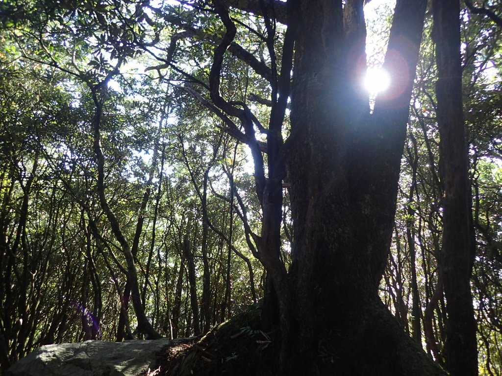 PA185495.JPG - 再訪---  台中  和平  鳶嘴山