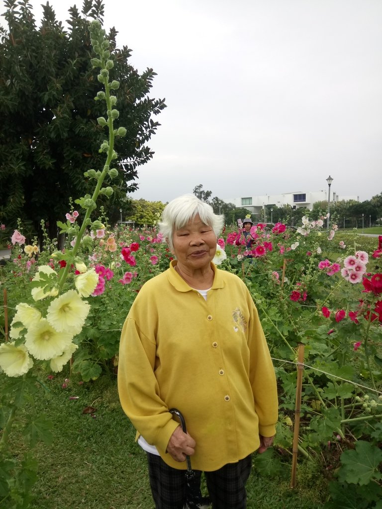 DSC_9189.JPG - 花博公園  蜀葵花季