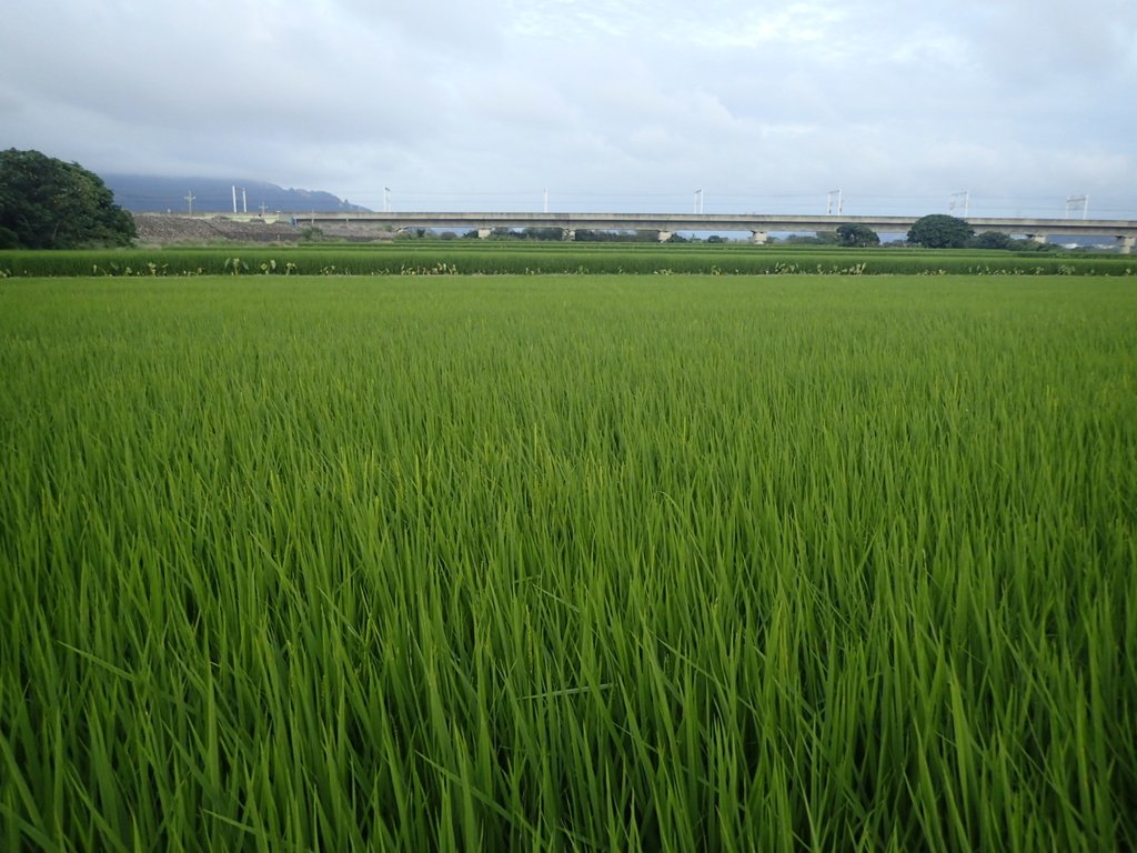 P5314015.JPG - 大甲  大安溪  北堤岸風光