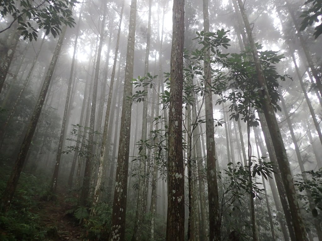 P9250149.JPG - 南庄  向天湖山  光天高山