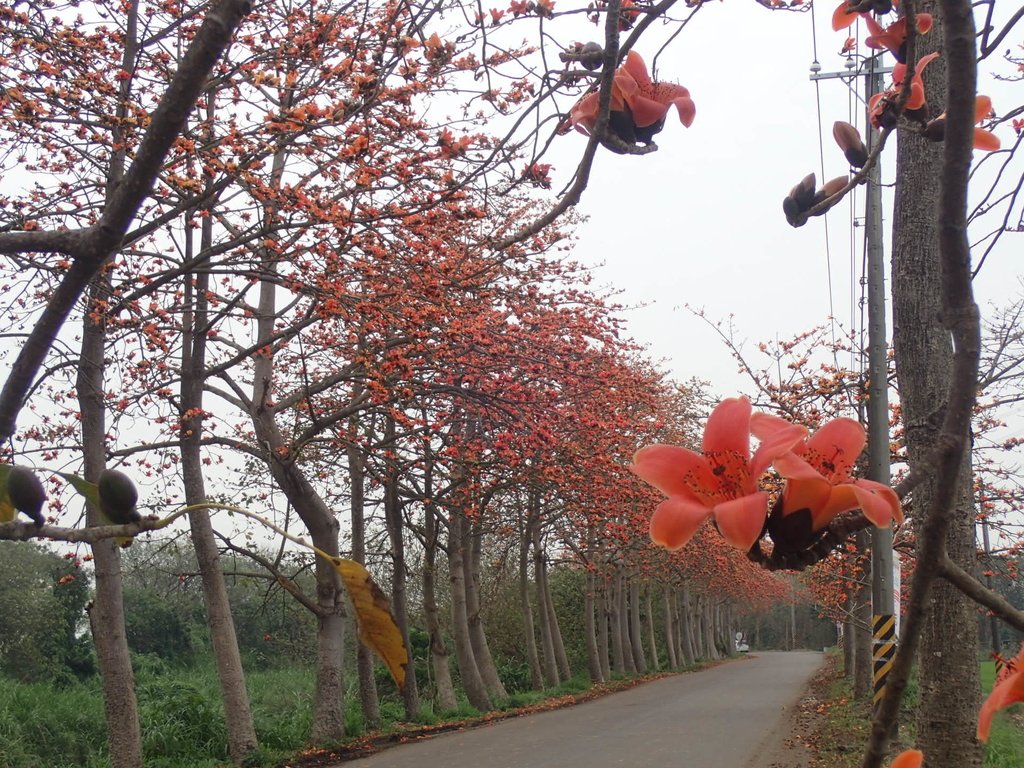 P3066396.JPG - 埤頭  東螺溪  木棉花