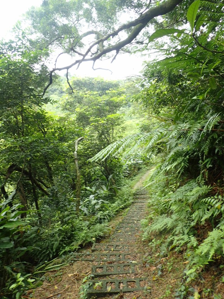 P4143522.JPG - 基隆  五坑山  總督嶺步道