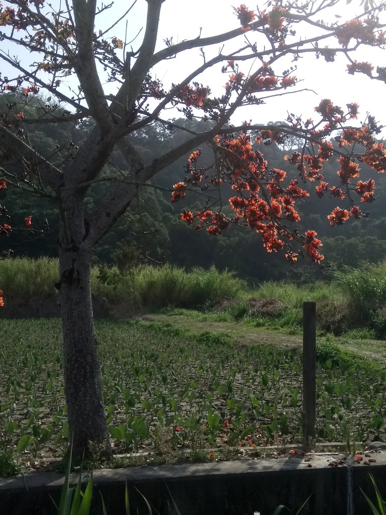 DSC_7868.JPG - 清水  大田產要道路  木棉花