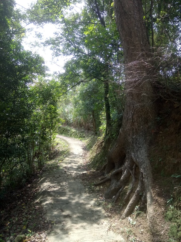 DSC_5958.JPG - 深坑  土庫岳登山步道  (01)