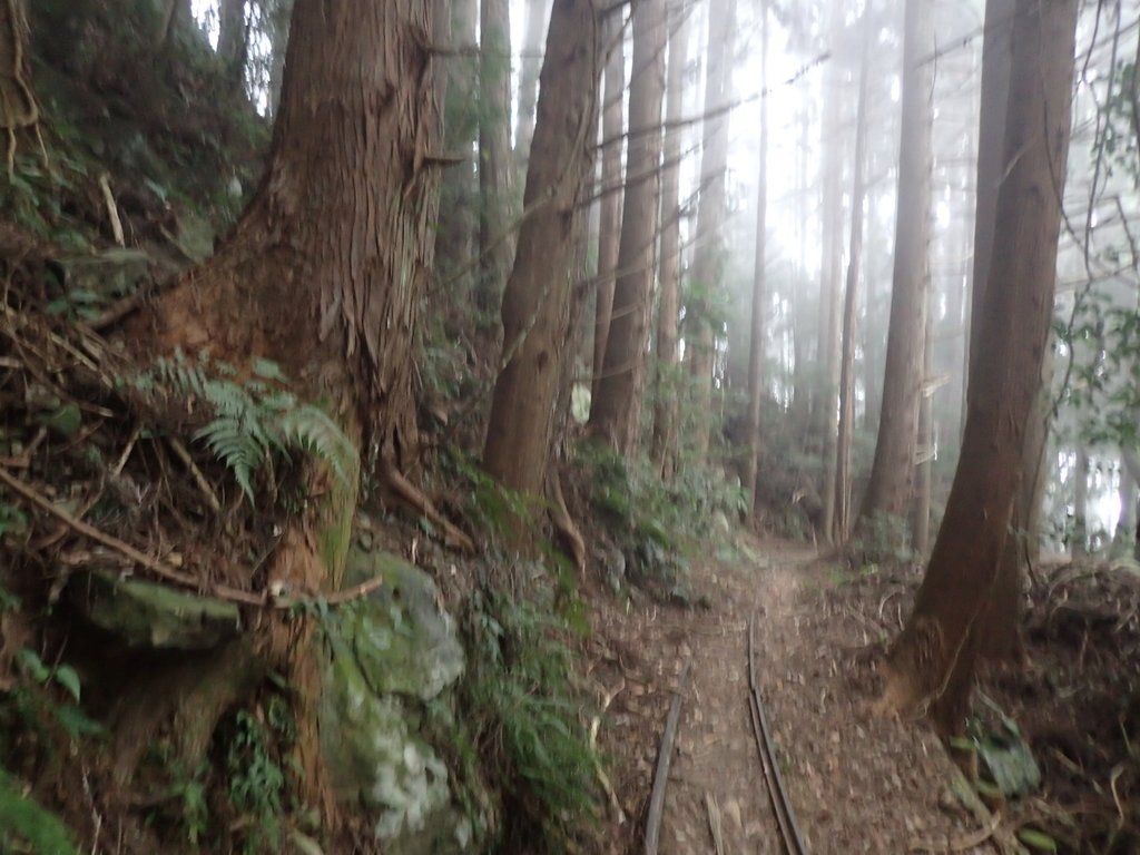 P2034982.JPG - 南庄  加里山  森林鐵道