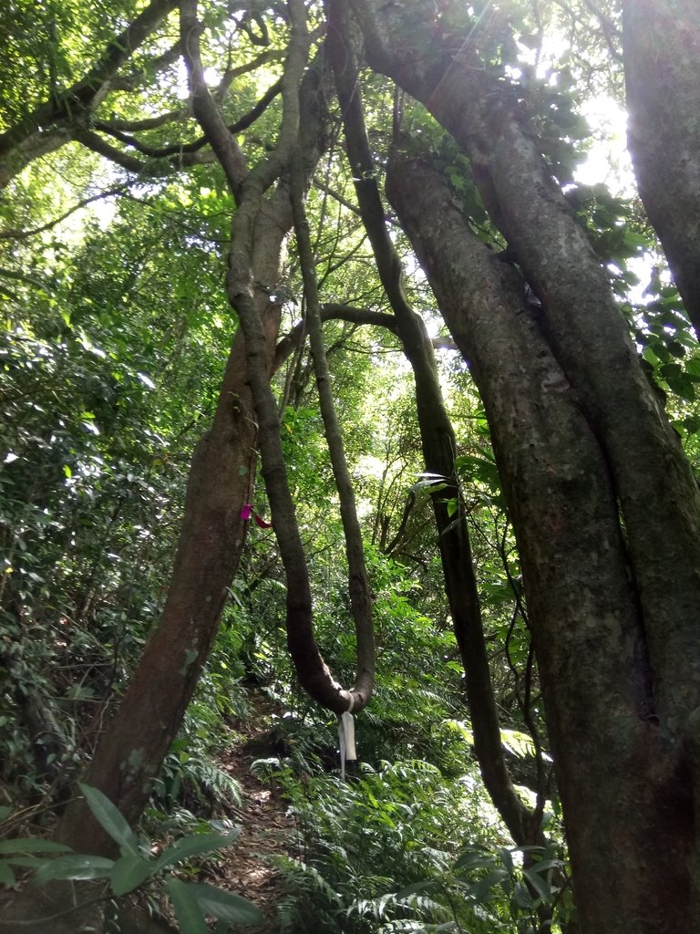 DSC_2985.JPG - 大溪  金面山登山步道