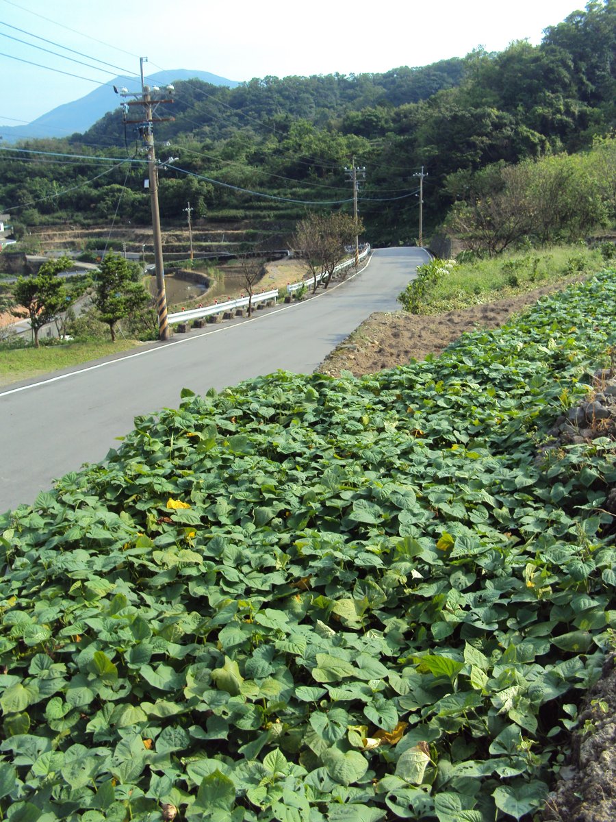 DSC09002.JPG - 金山  葵扇湖田野風光(一)