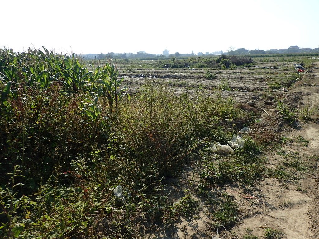 P1017826.JPG - 鹽水  菜園  儒林郎陳貽謀墓