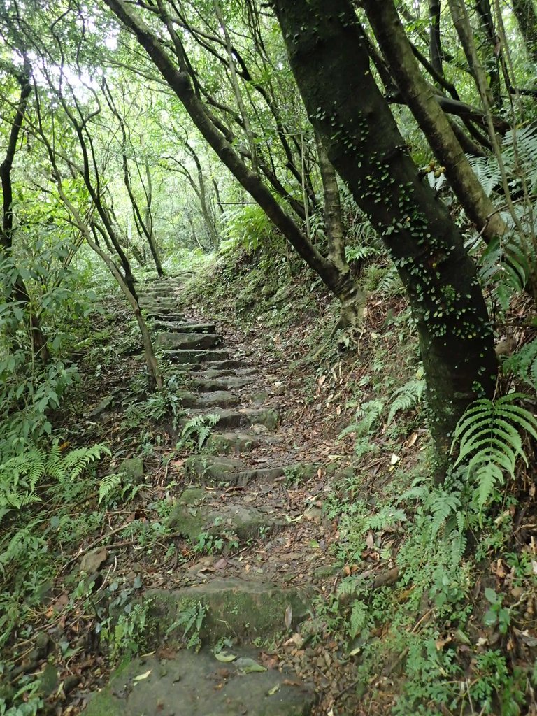 P1274456.JPG - 瑞芳  燦光寮古道初探