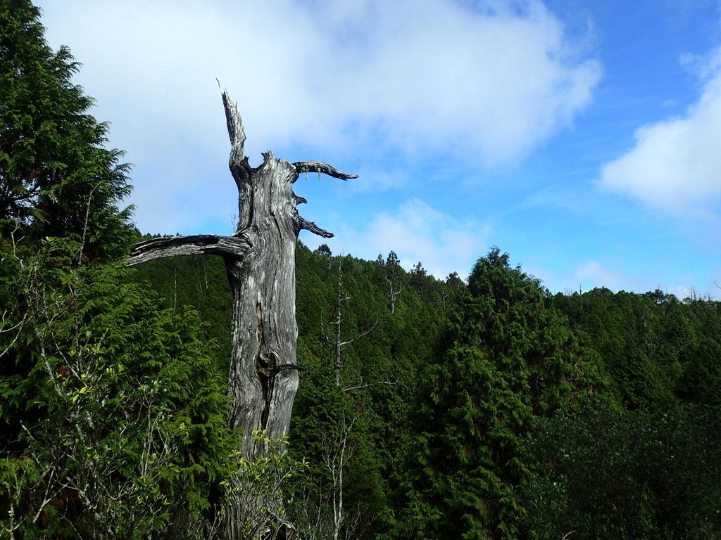 PB265429.JPG - 太平山  翠峰湖環山步道  02