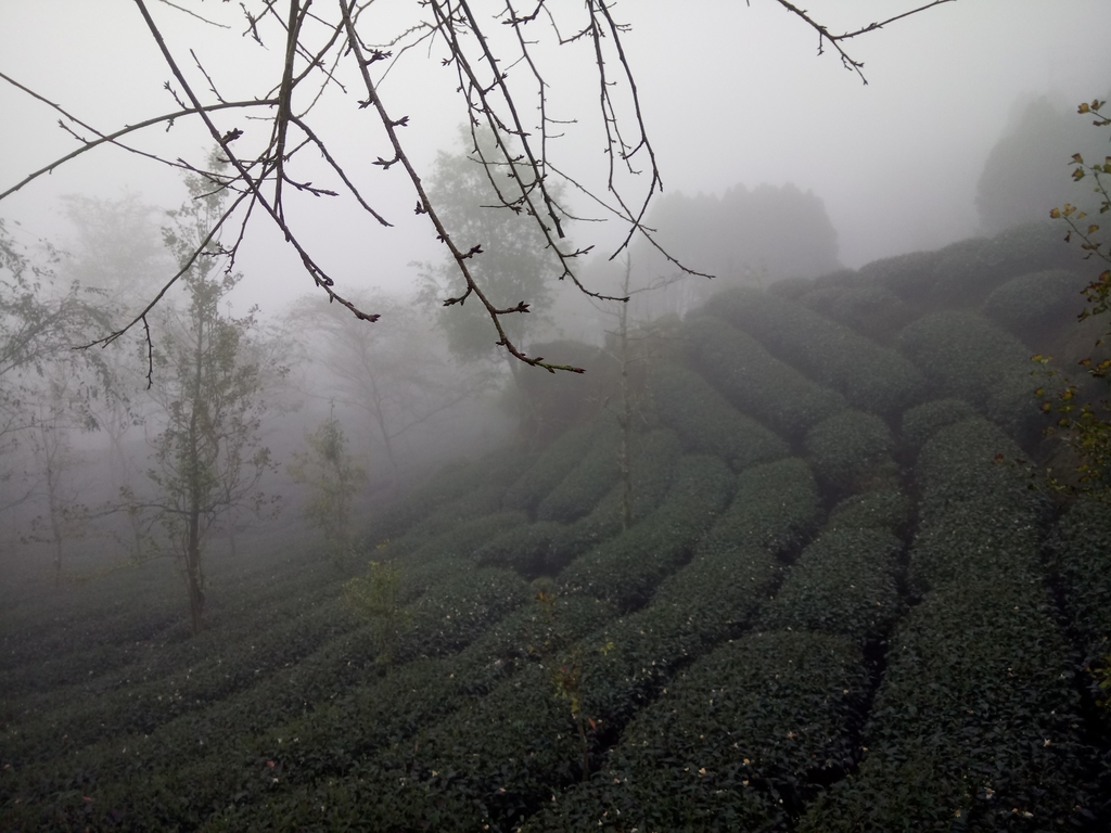 DSC_0514.JPG - 鹿谷  大崙山  霧中茶園之美(03)