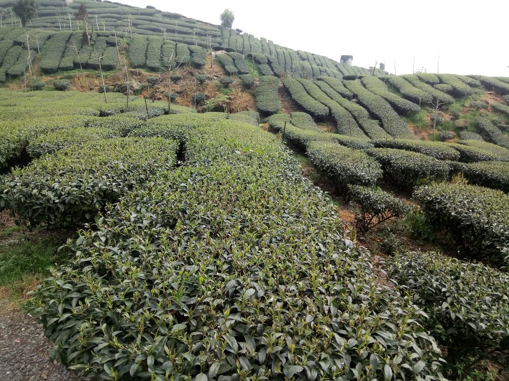 DSC_1515.JPG - 阿里山  頂石卓茶園之美