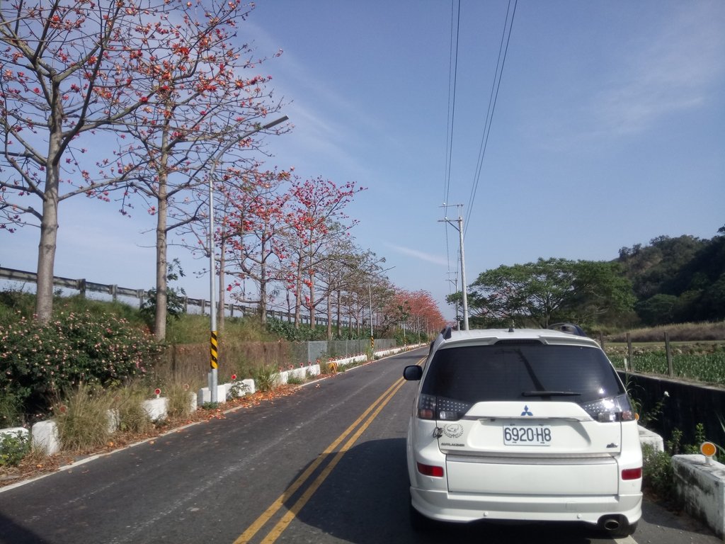 DSC_7869.JPG - 清水  大田產要道路  木棉花