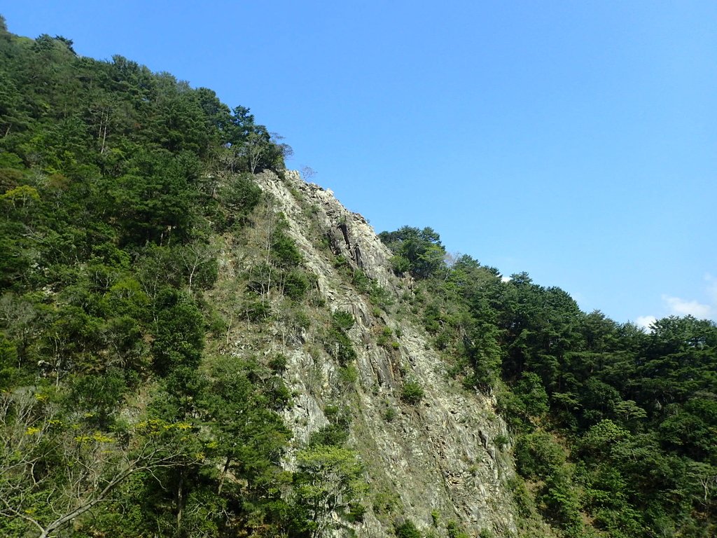 P3167353.JPG - 谷關七雄之  屋我尾山