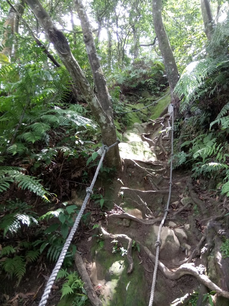 DSC_2998.JPG - 大溪  金面山登山步道