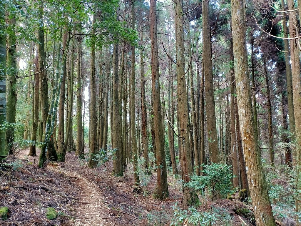 IMG20210205110616.jpg - 竹山  嶺頭山  金柑樹山