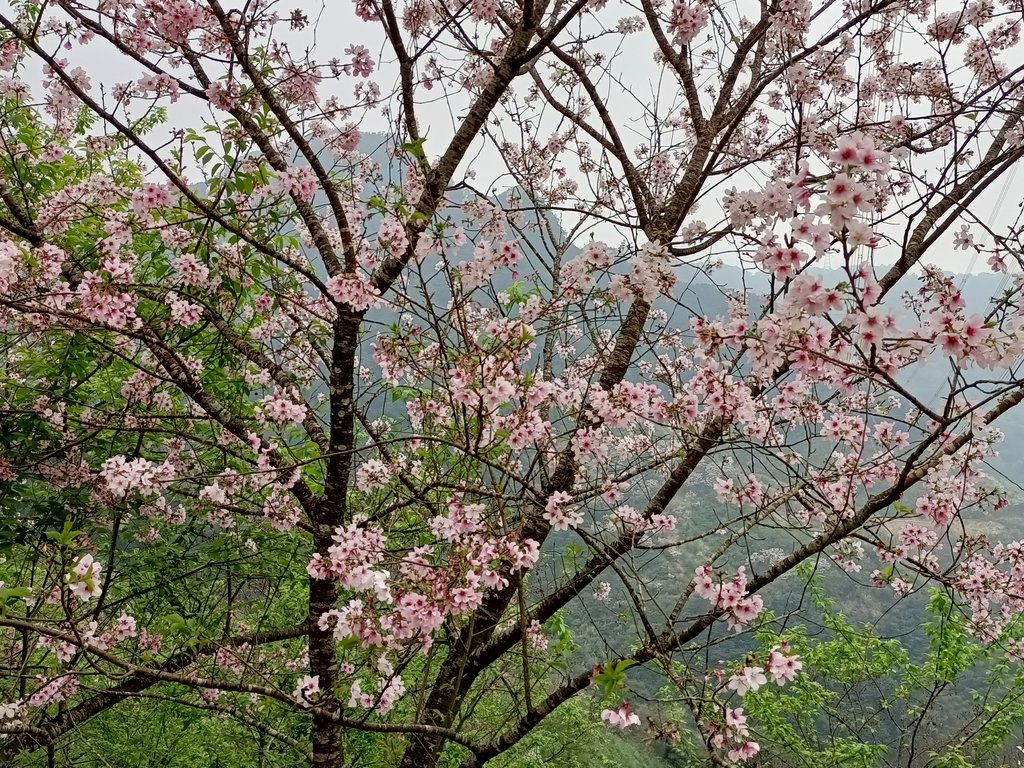 IMG20210226140020.jpg - 三峽  熊空  大熊櫻花林