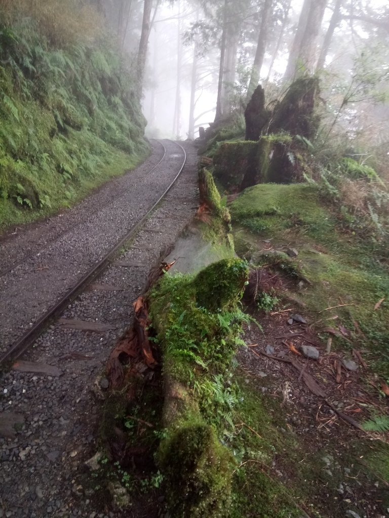 DSC_5612.JPG - 太平山 見晴懷古步道