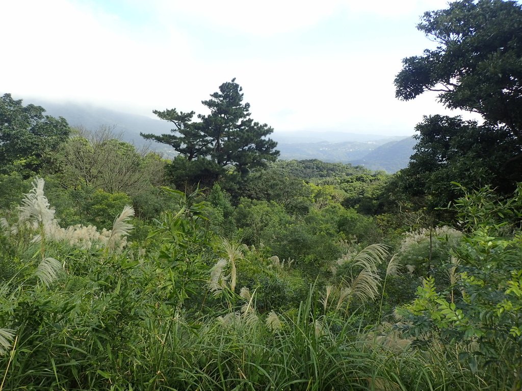 PB247207.JPG - 北投  中正山登山步道  02