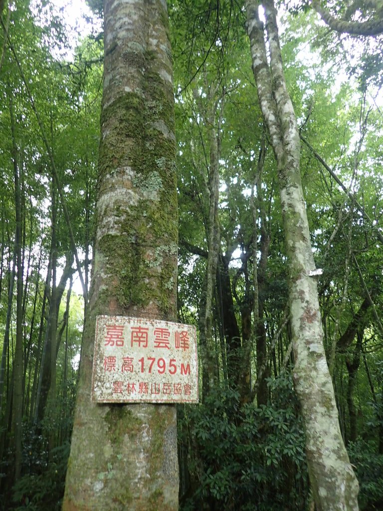 PA231737.JPG - 石壁山  嘉南雲峰步道