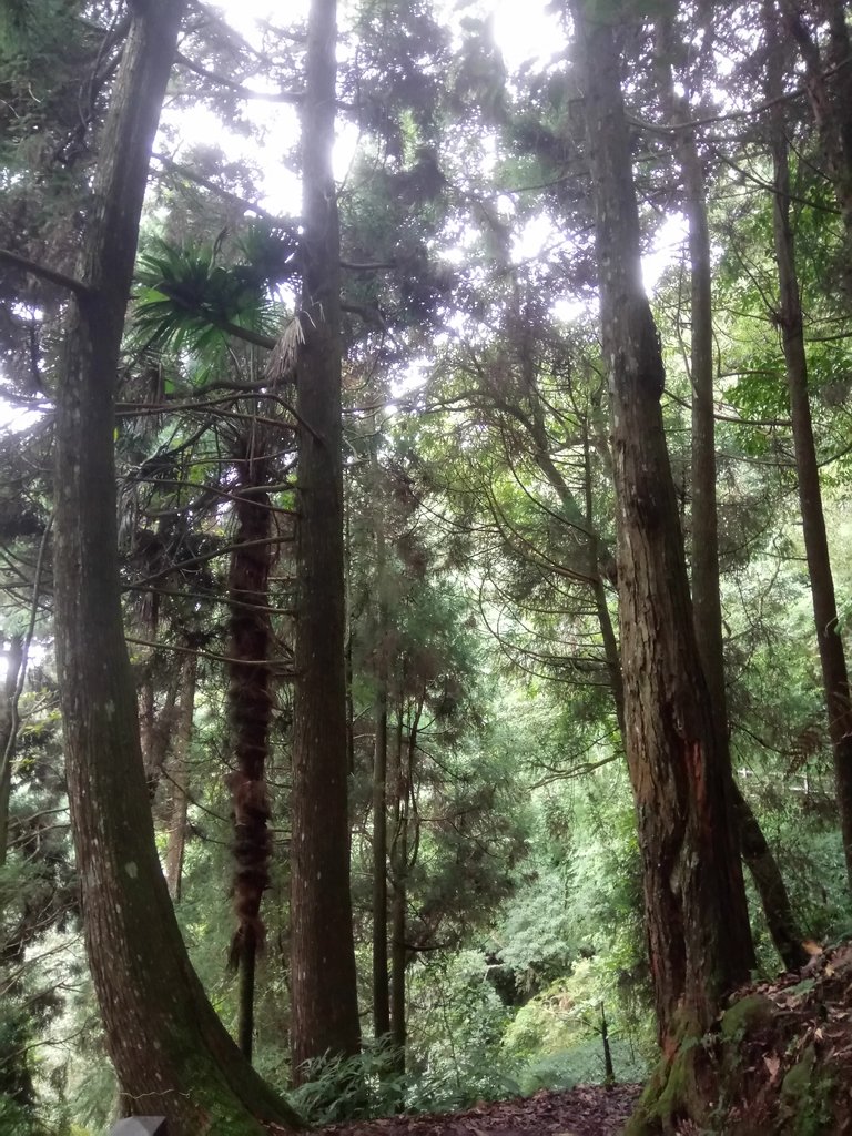 DSC_1290.JPG - 石壁山  嘉南雲峰步道