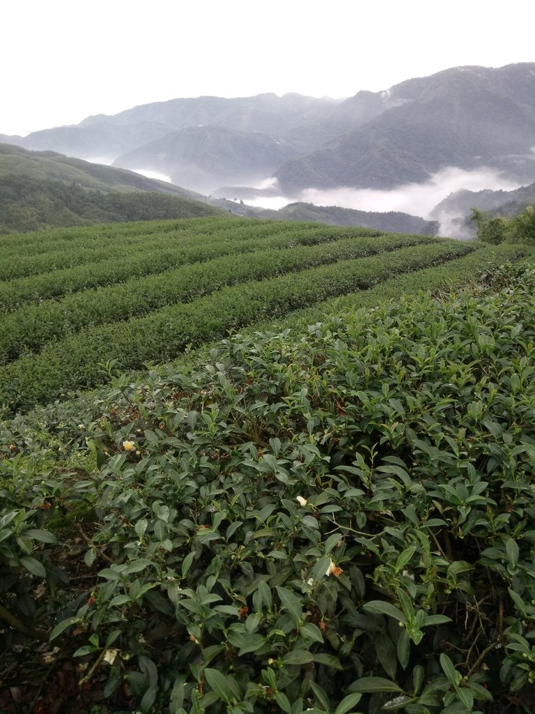 DSC_1301.JPG - 往三層坪途中之  茶園景致