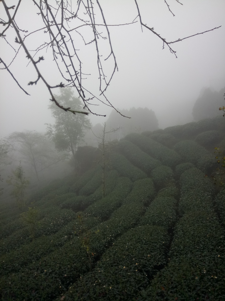 DSC_0515.JPG - 鹿谷  大崙山  霧中茶園之美(03)