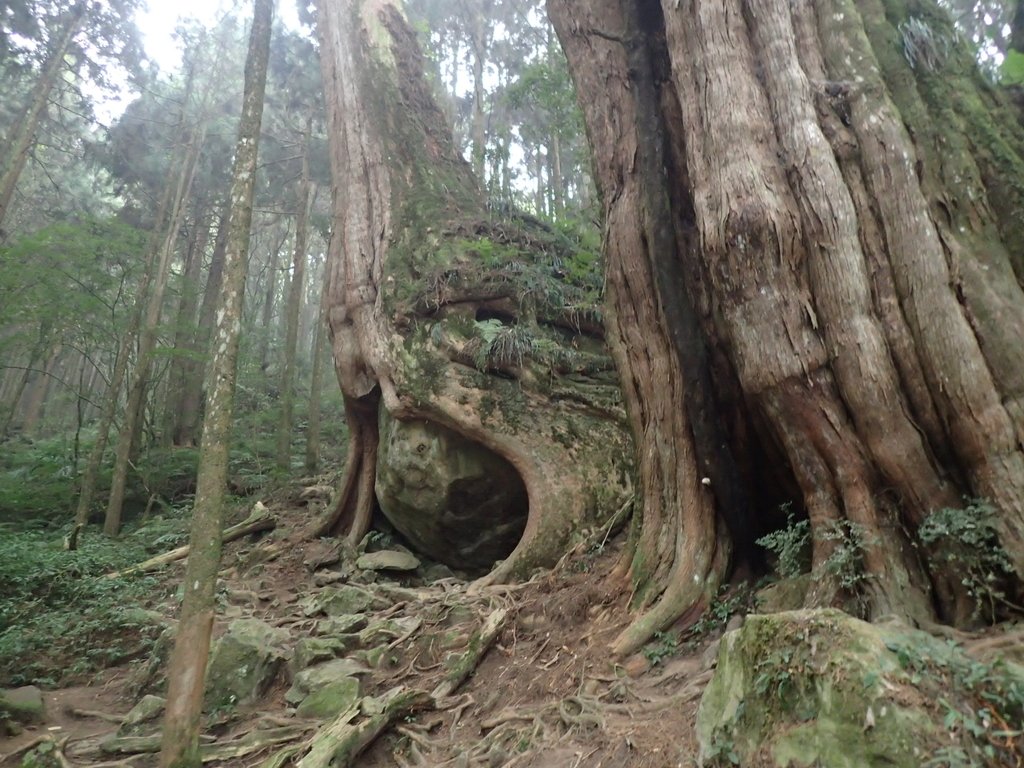 P3257947.JPG - 阿里山  二萬平  抱石神木