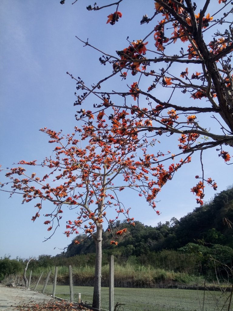 DSC_7870.JPG - 清水  大田產要道路  木棉花