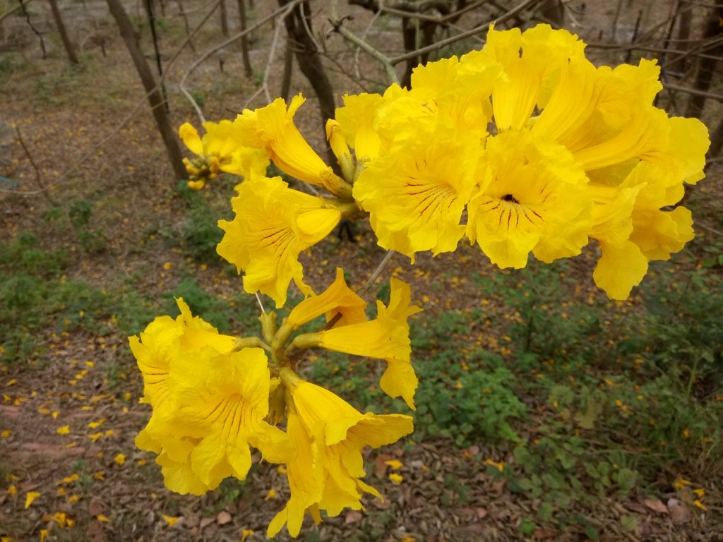 DSC_8427.JPG - 竹塘  田頭堤防  黃花風鈴木