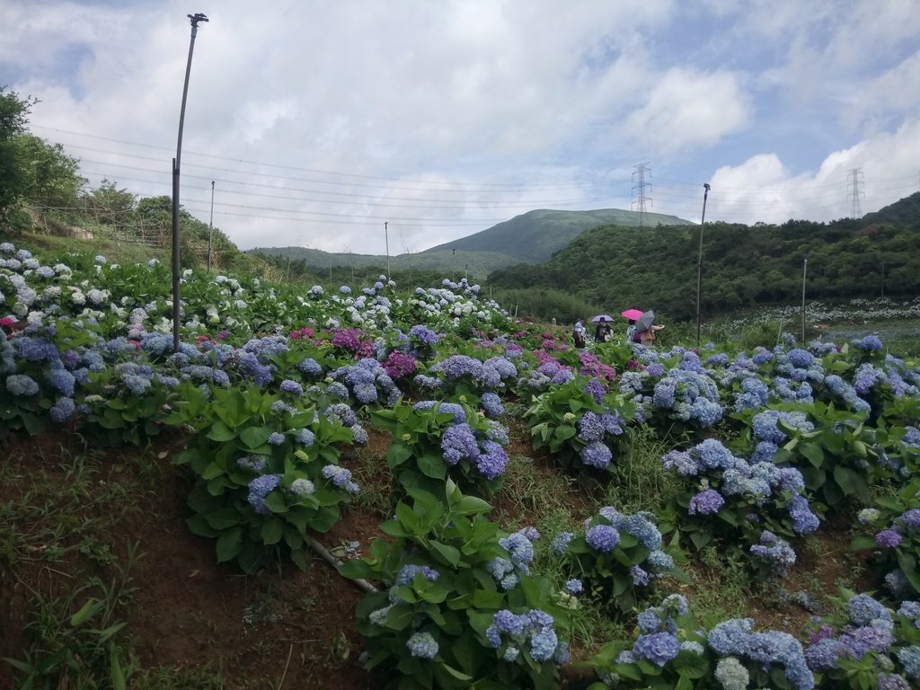 DSC_9328.JPG - 萬里  高家繡球花田