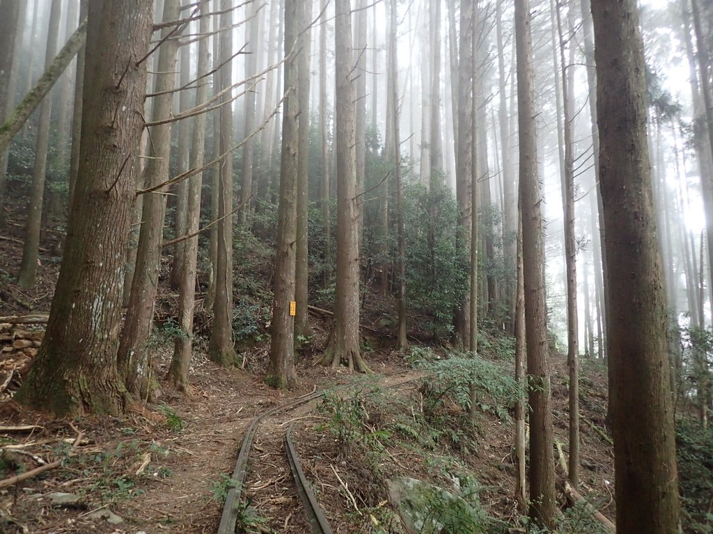 P2034991.JPG - 南庄  加里山  森林鐵道