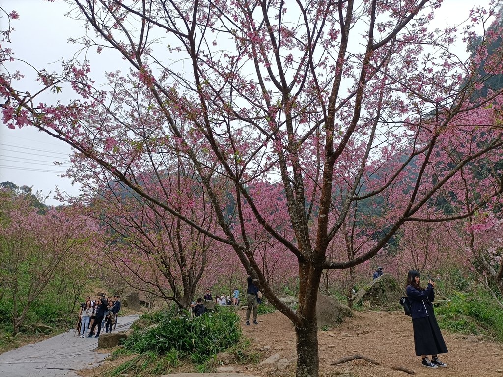 IMG20210226143312.jpg - 三峽  熊空  大熊櫻花林