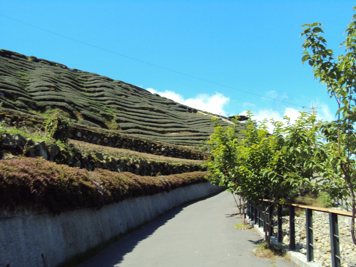 DSC07957.JPG - 竹山  軟鞍  八卦茶園