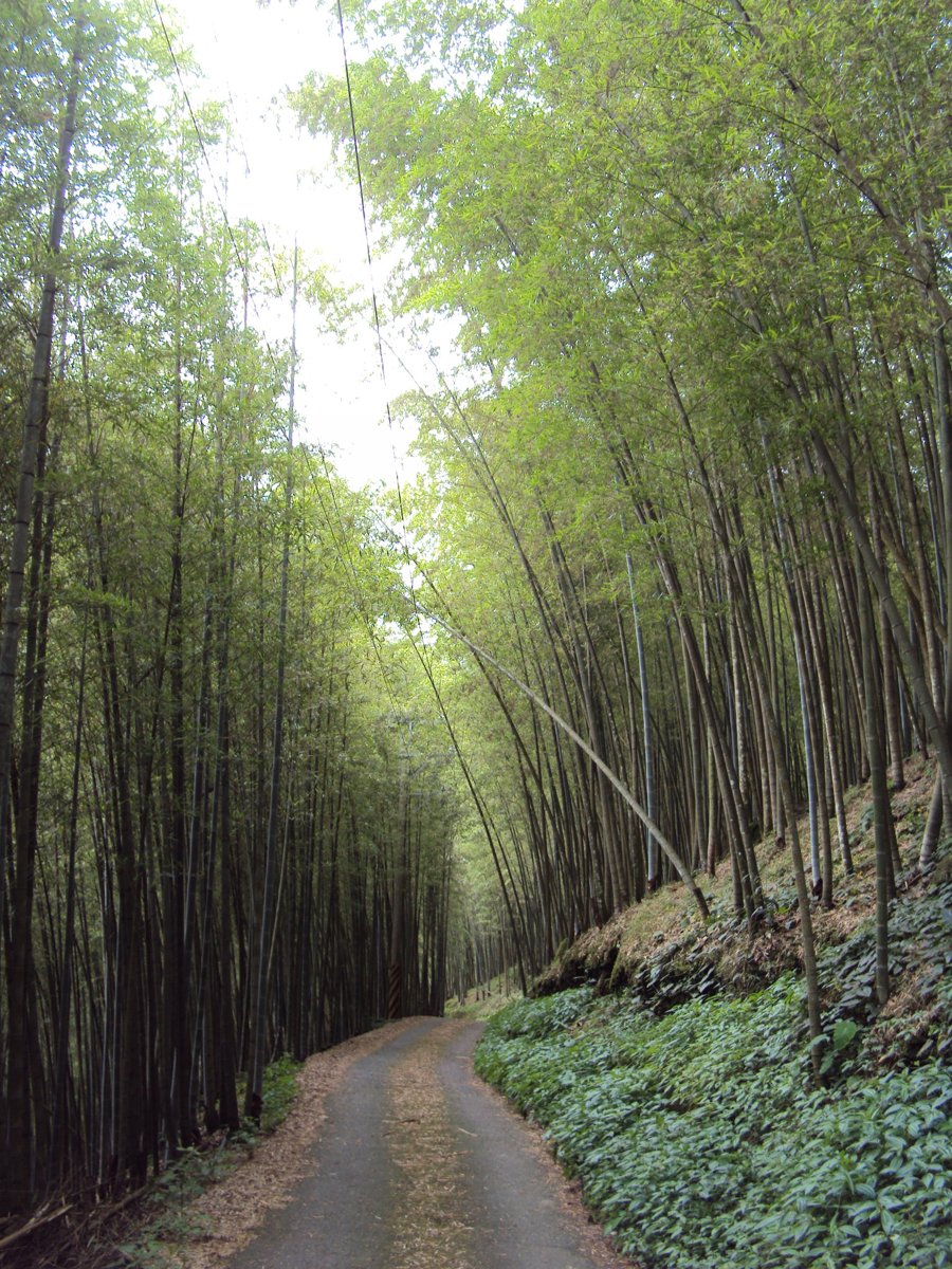 DSC08034.JPG - 竹山  大諳  孟宗竹蔭隧道