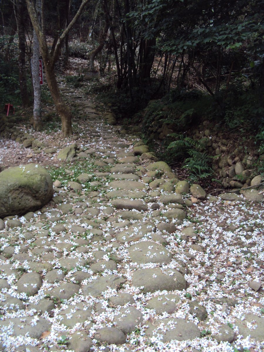 DSC05724.JPG - 三義  挑炭古道  賞桐