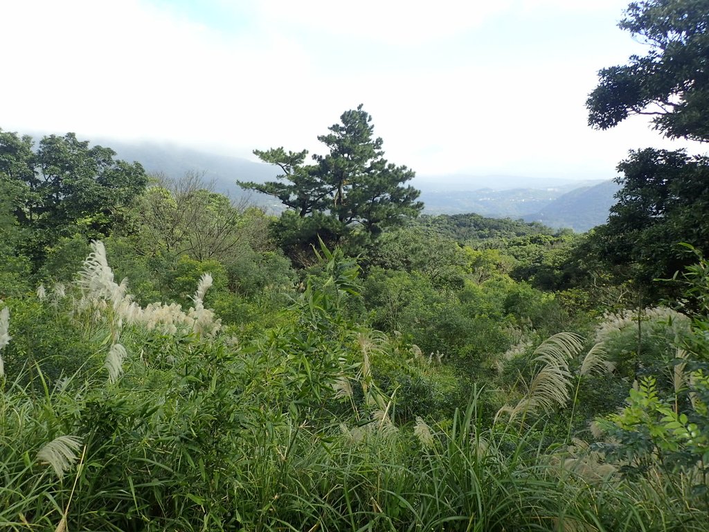 PB247208.JPG - 北投  中正山登山步道  02