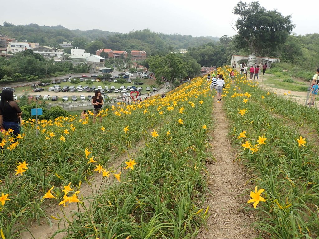 P4285725.JPG - 花壇  虎山岩  金針花季