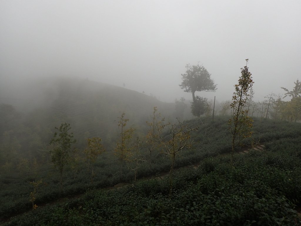 PA171155.JPG - 鹿谷  銀杏森林步道