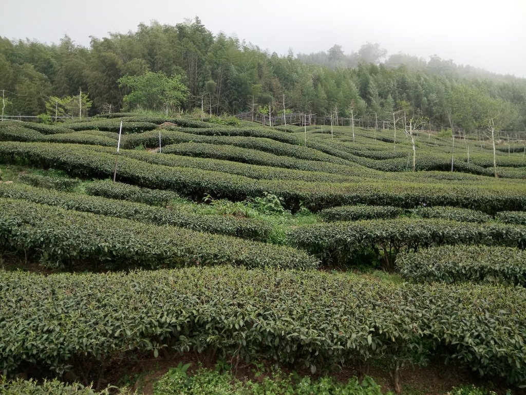 DSC_1518.JPG - 阿里山  頂石卓茶園之美