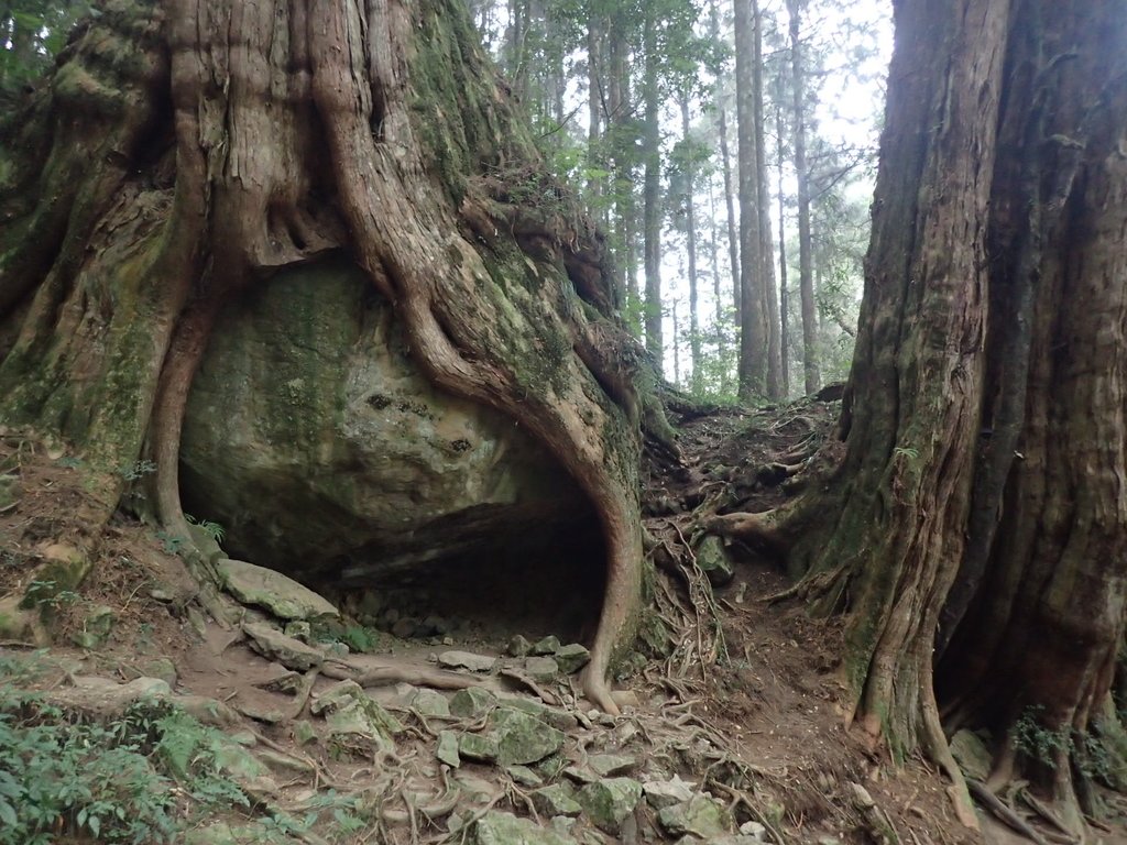 P3257949.JPG - 阿里山  二萬平  抱石神木